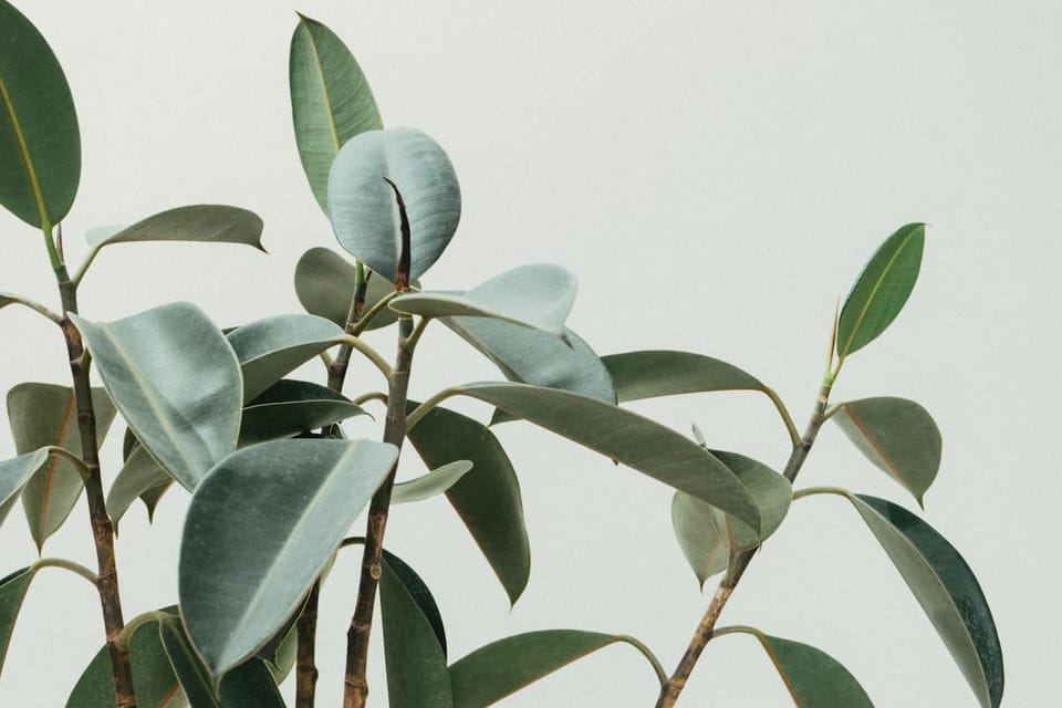 Rubber Plant Care in India: Burgundy vs Green vs Tineke
