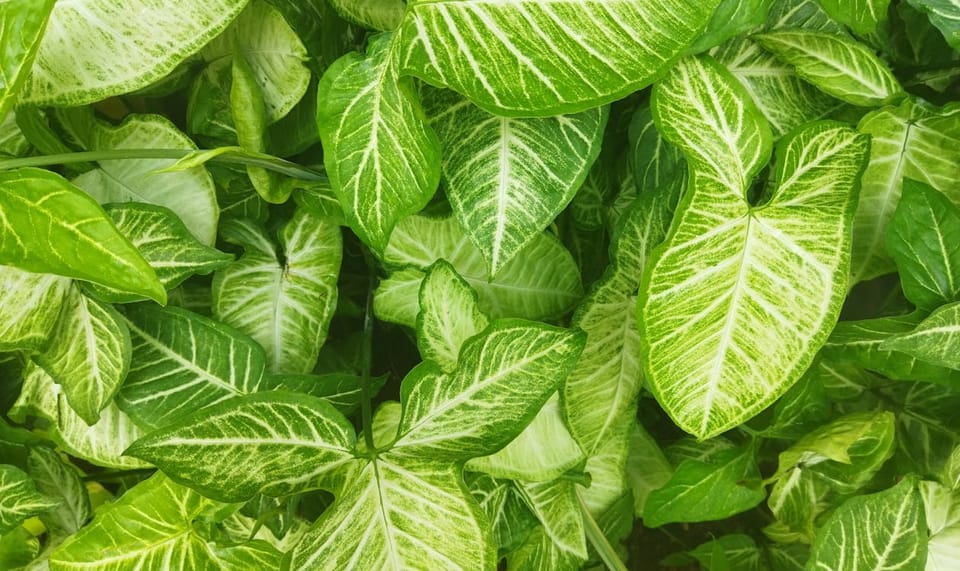 Syngonium Care Guide: The Arrowhead Plant That Changes Shape