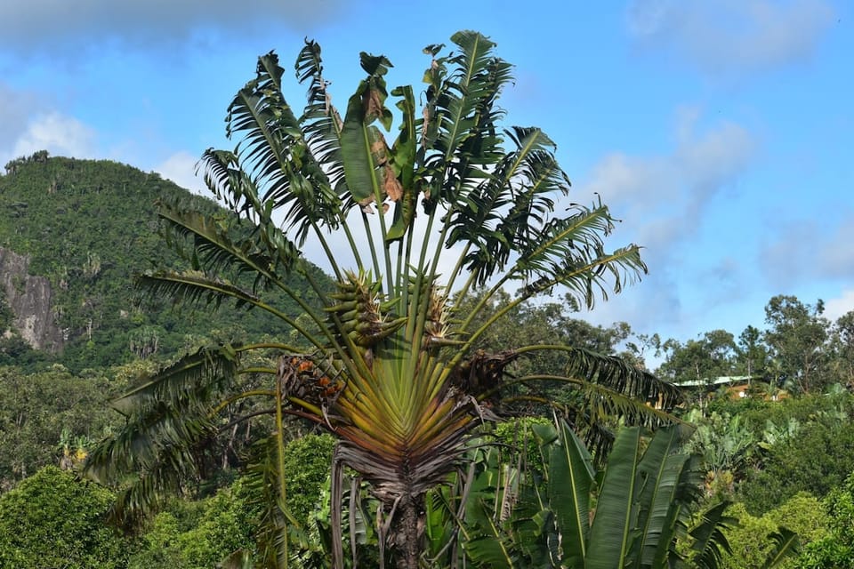 Travelers Palm Care in India: When Ravenala Belongs Indoors