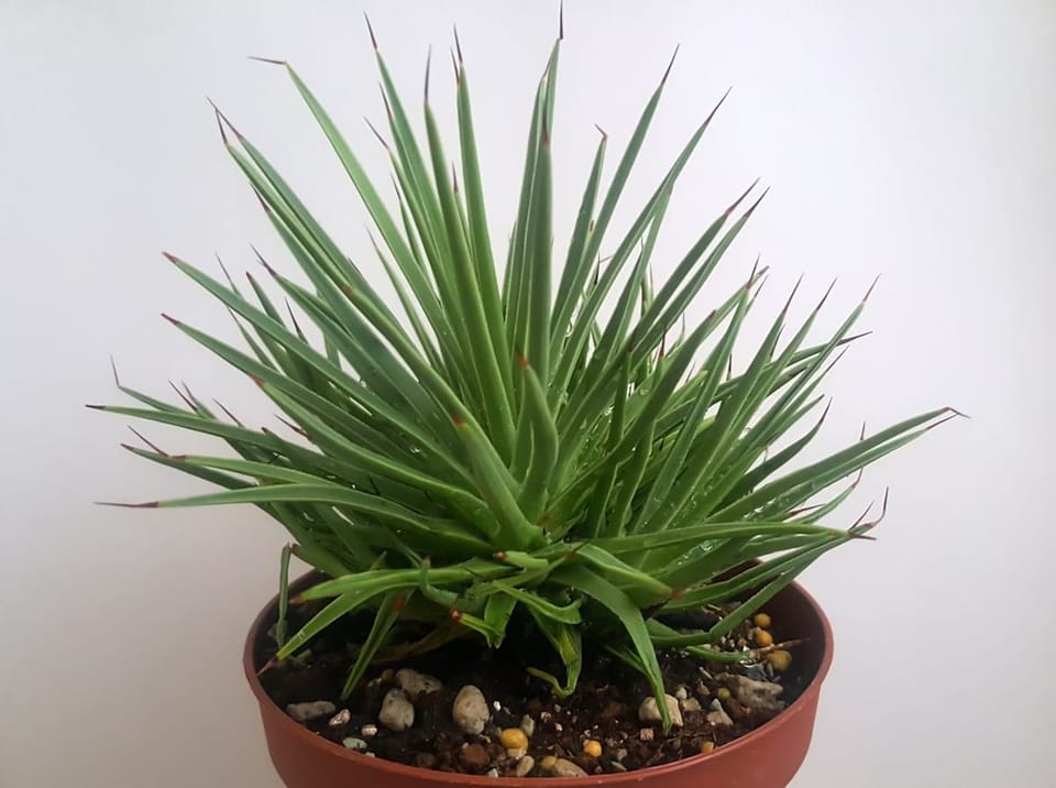 Yucca Care in India: The Plant That Loves Indian Sun